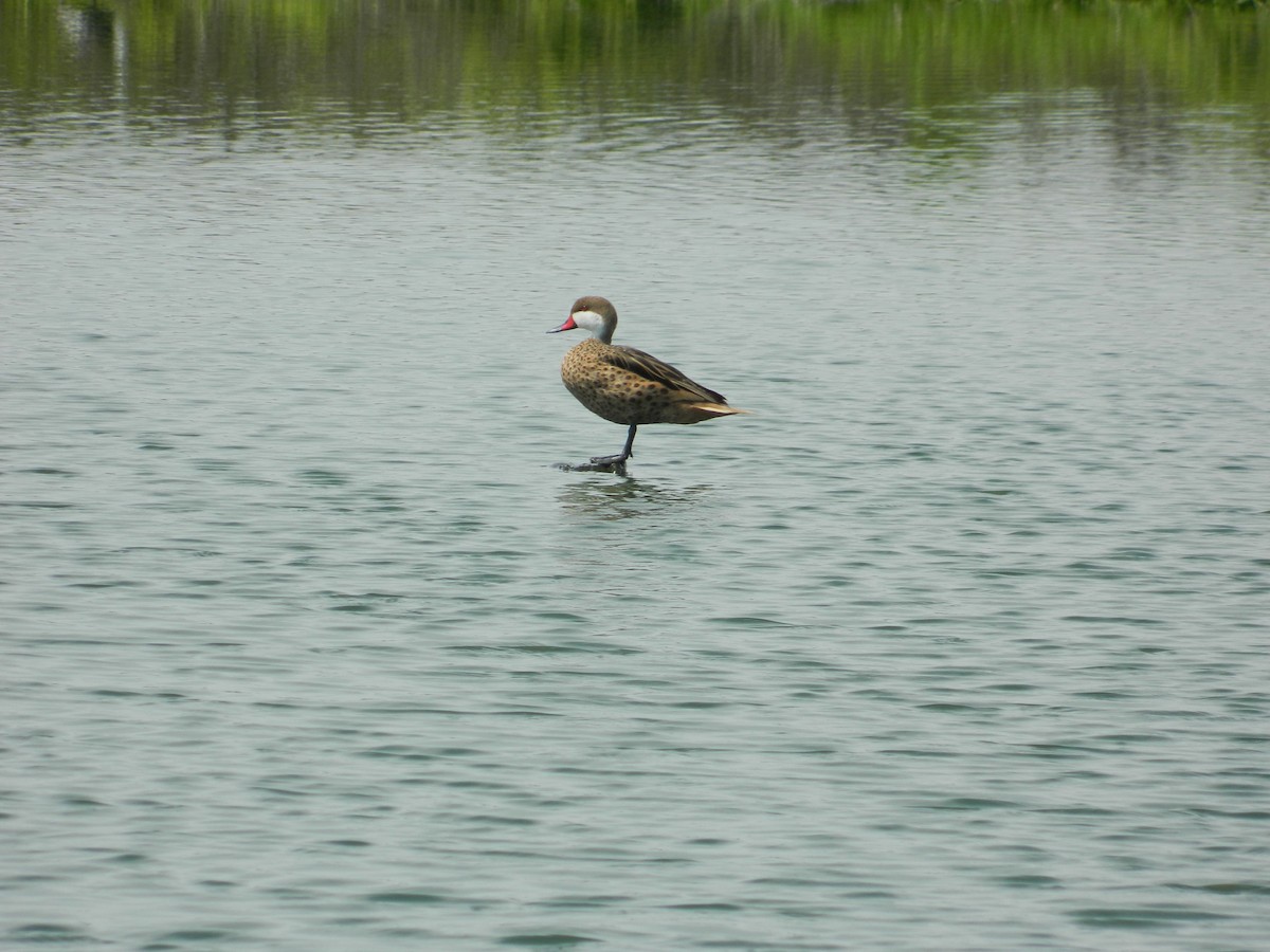 White-cheeked Pintail - ML58909851