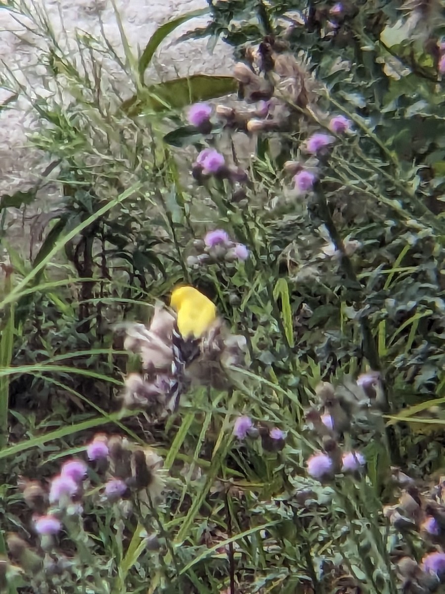 American Goldfinch - ML589098801