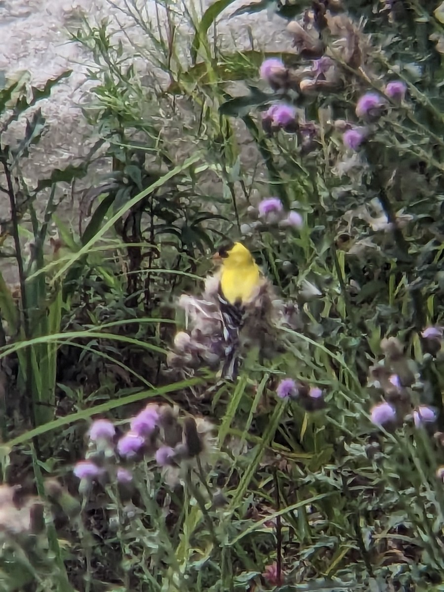 American Goldfinch - ML589098811