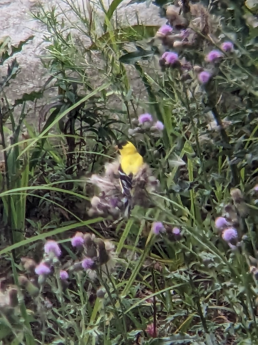 American Goldfinch - ML589098821