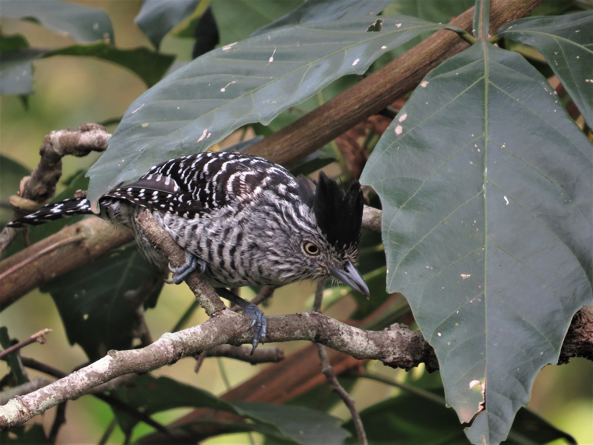 Barred Antshrike - ML589098841