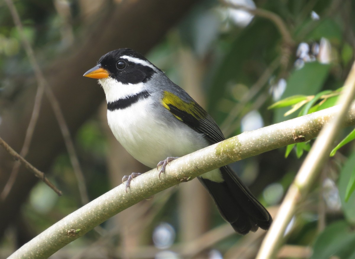 Saffron-billed Sparrow - Keir Randall