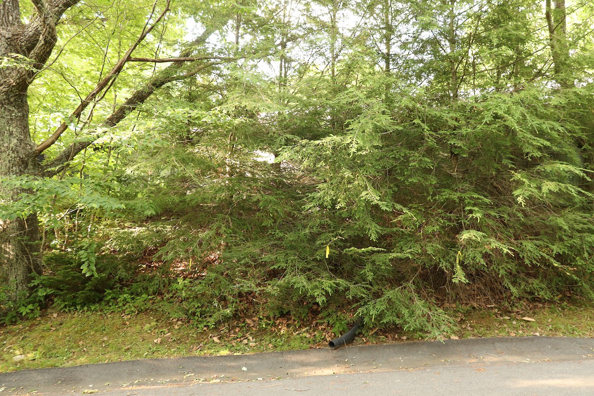 ビリーチャツグミ - ML589099551