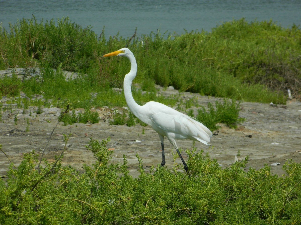 Great Egret - Diego Eduardo Laban Cerro