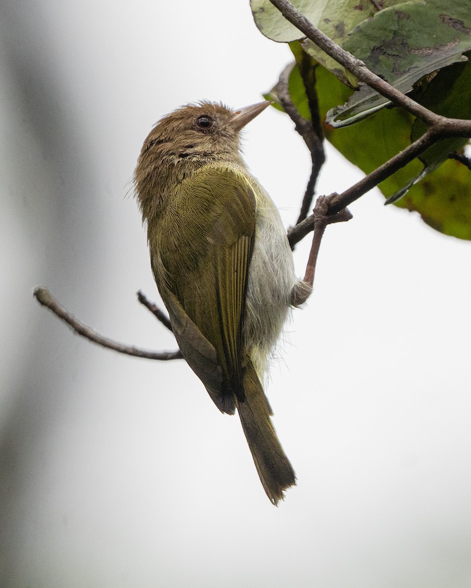 Brown-headed Greenlet - ML589100821