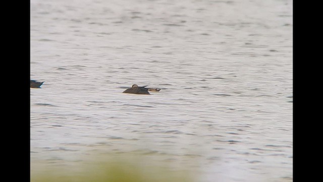 dabbling duck sp. - ML589100831