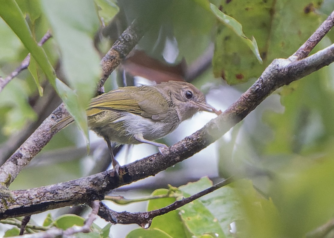 Brown-headed Greenlet - ML589100861