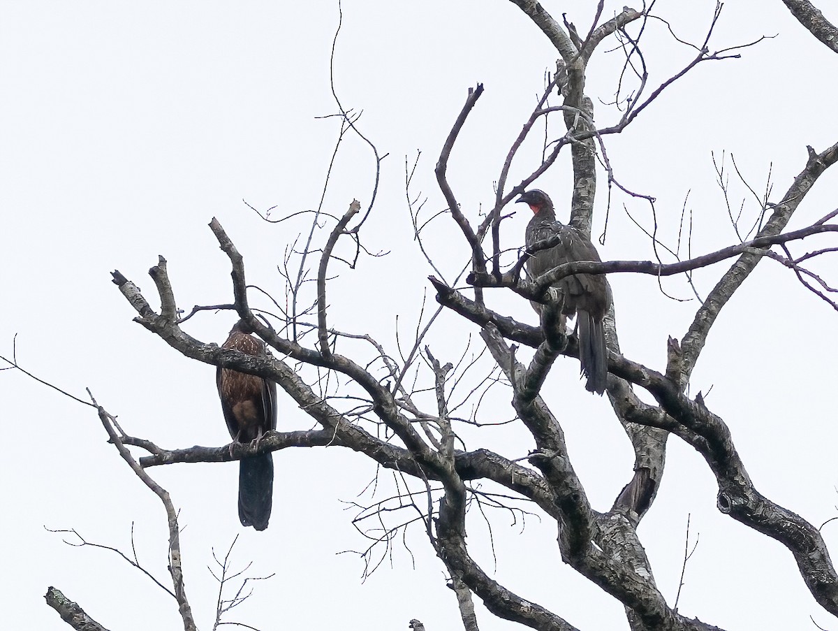 Chaco Chachalaca - ML589101581