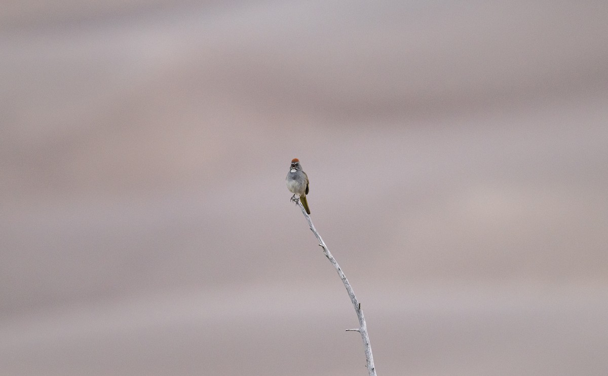 Green-tailed Towhee - ML589102221