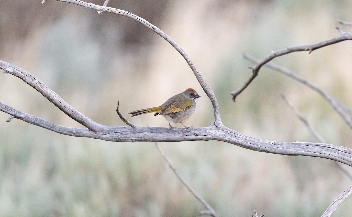 Green-tailed Towhee - Taylor Long