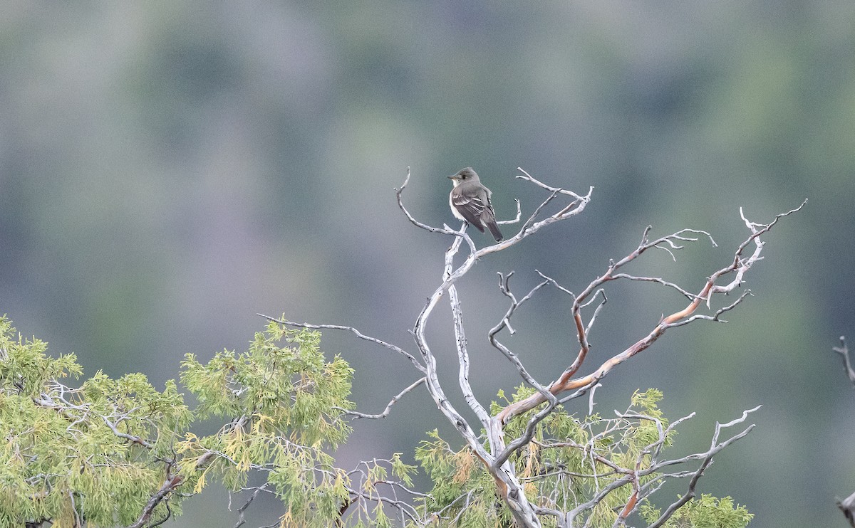 Western Wood-Pewee - ML589102291