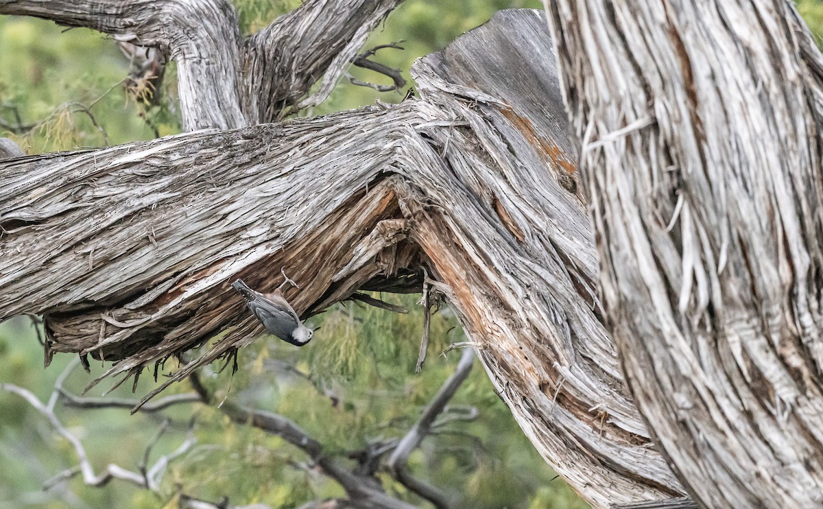 White-breasted Nuthatch - Taylor Long