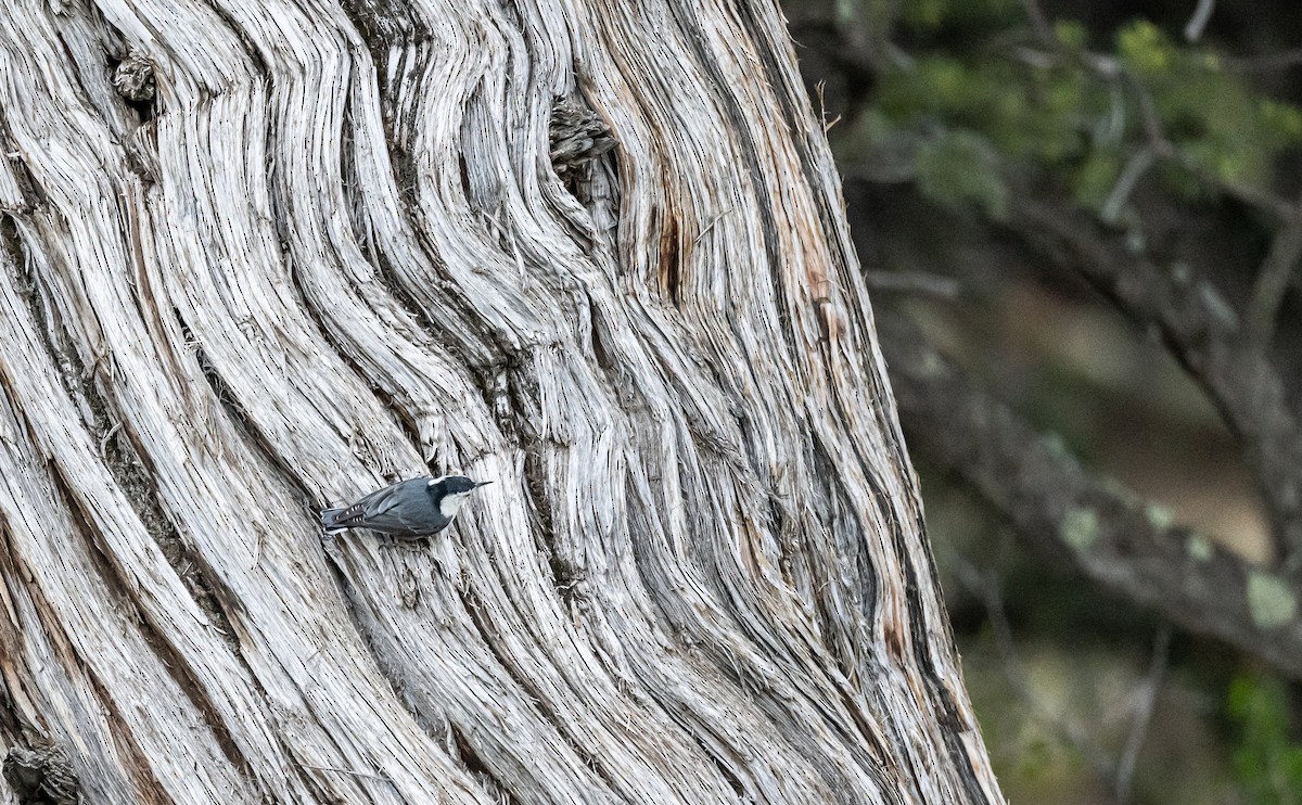 White-breasted Nuthatch - ML589102411