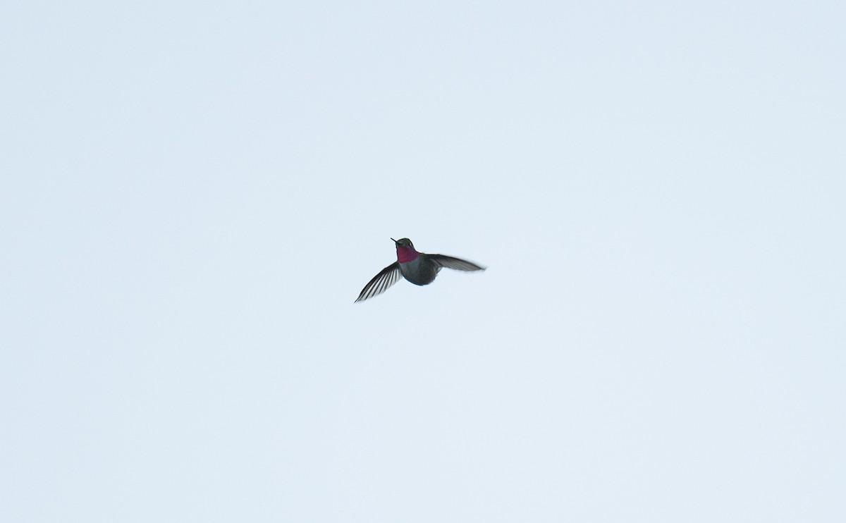 Broad-tailed Hummingbird - ML589102661