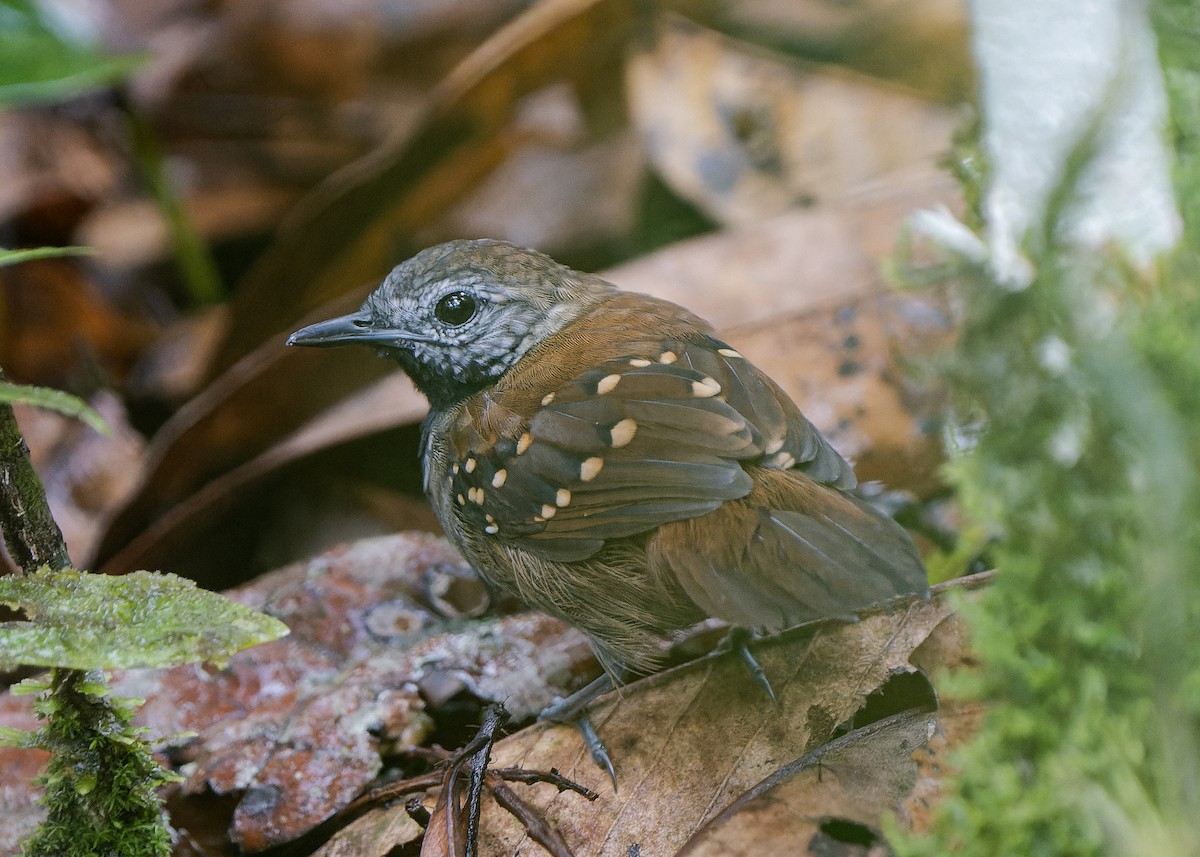 Tüpfelwangen-Ameisenvogel - ML589102981