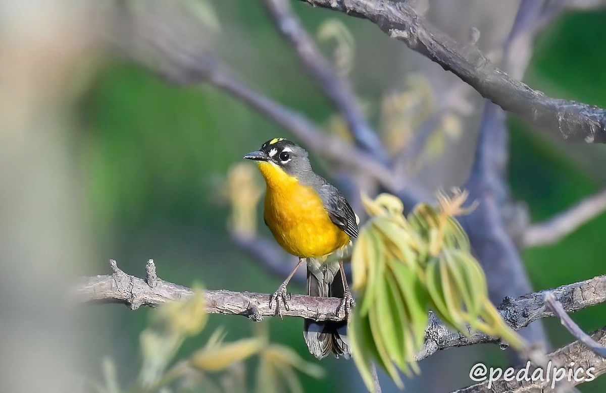 Fan-tailed Warbler - ML589103041