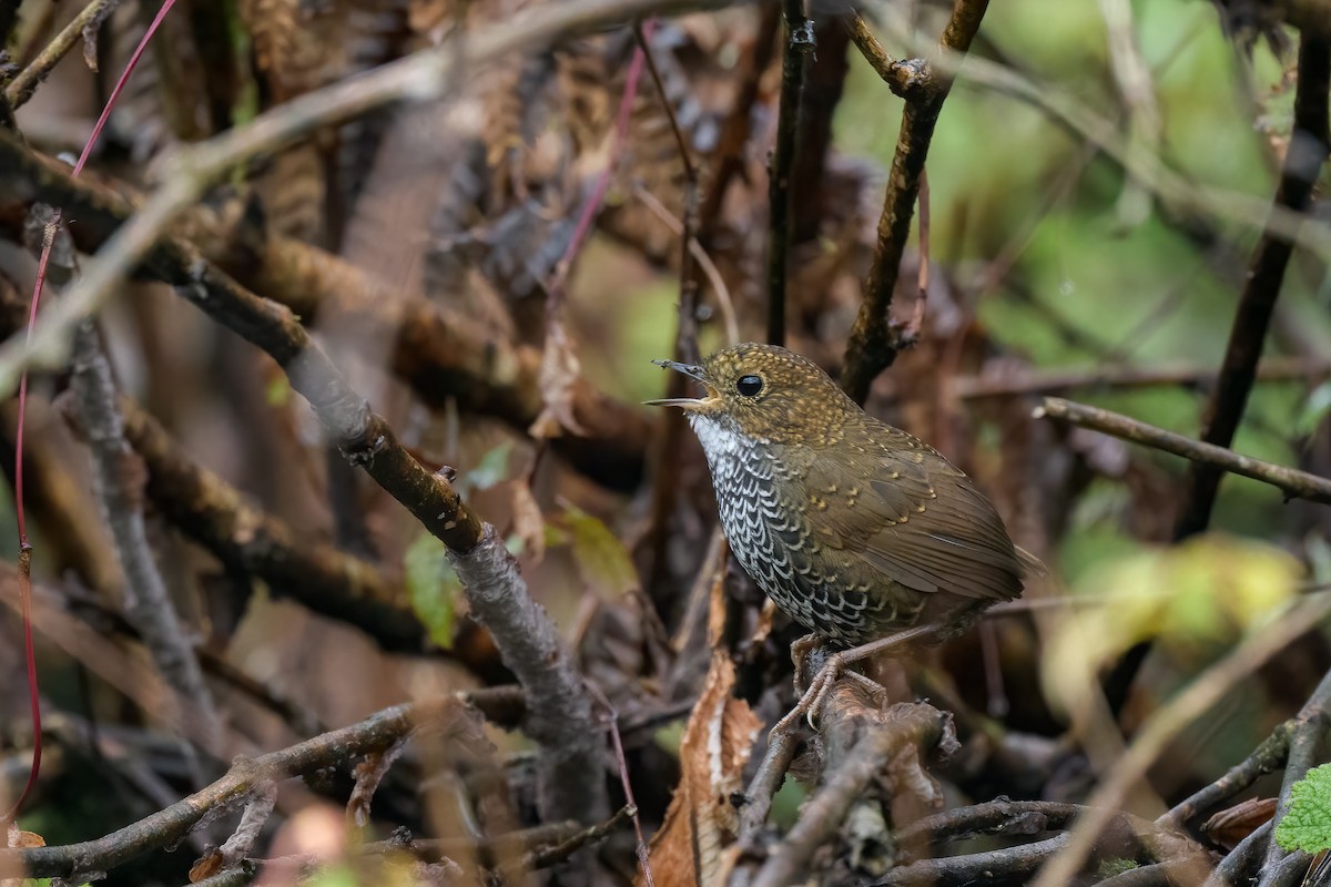 Scaly-breasted Cupwing - Adit  Jeyan