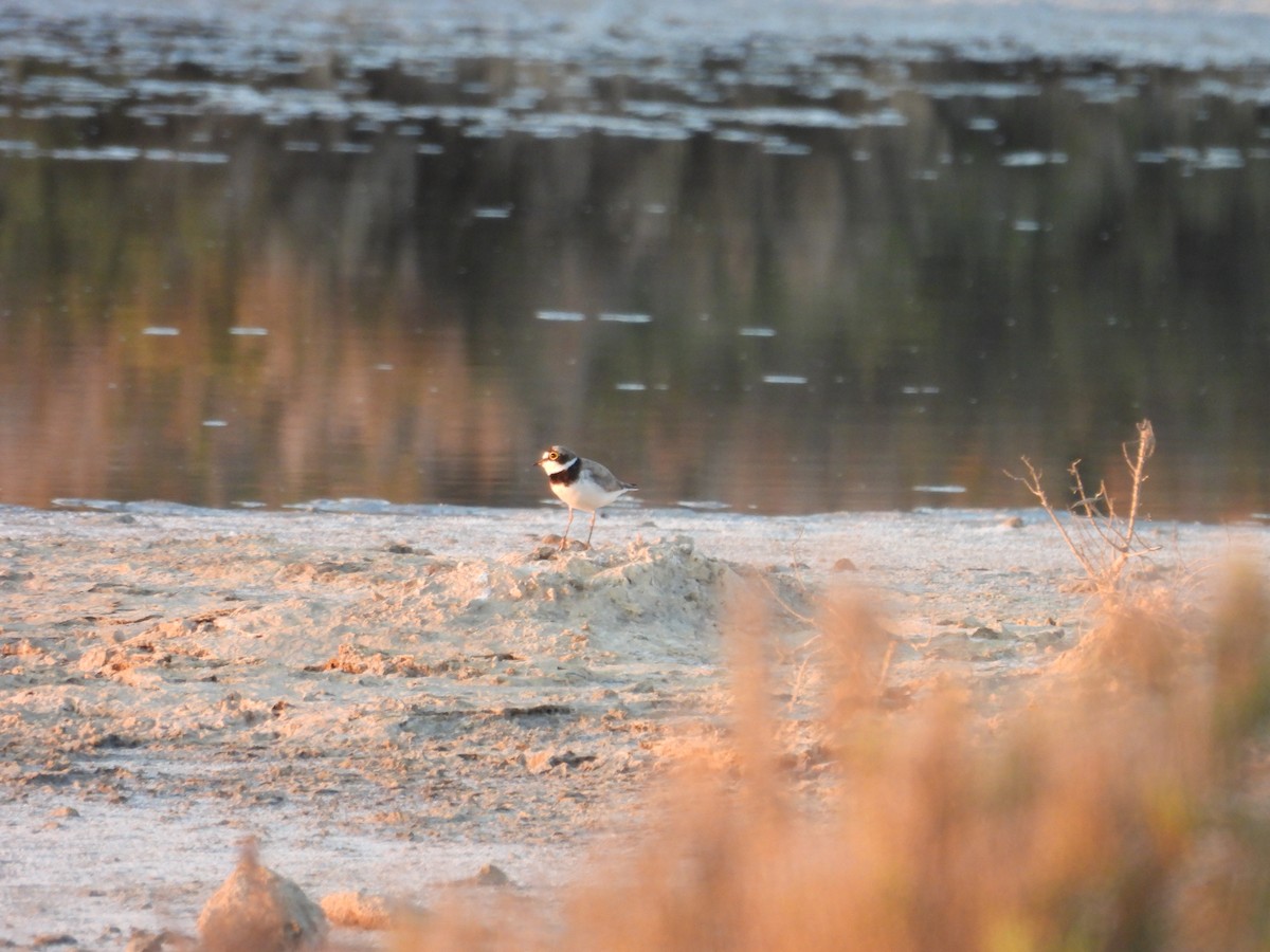 Little Ringed Plover - ML589103591