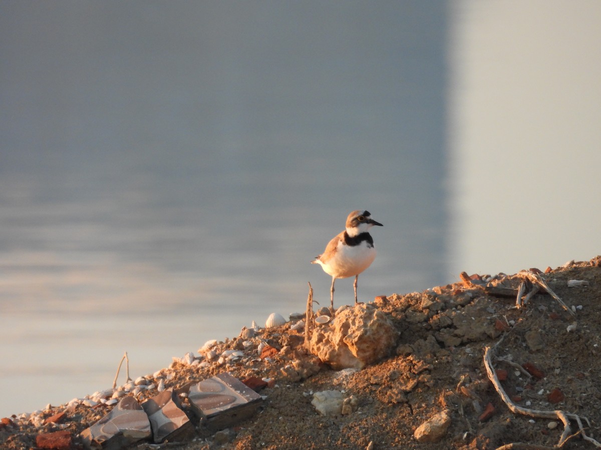 Little Ringed Plover - ML589103621