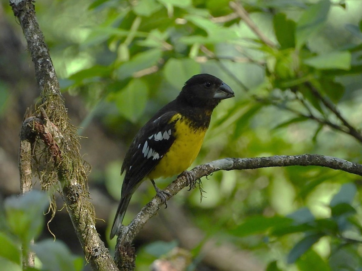 Black-backed Grosbeak - ML589103821