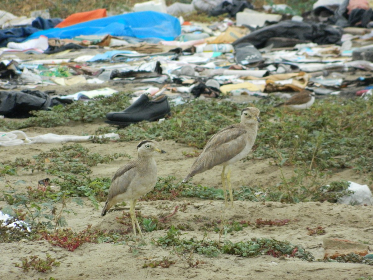 Peruvian Thick-knee - ML58910441