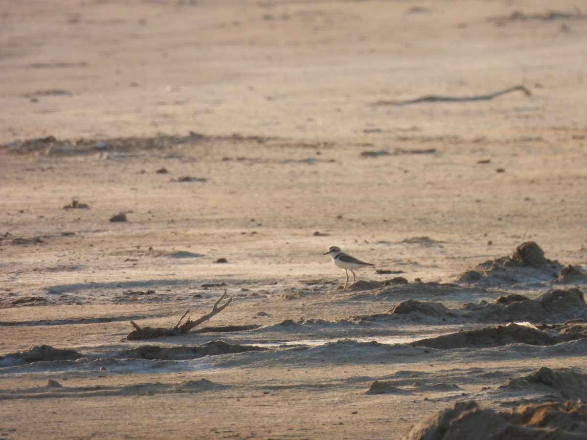 Kentish Plover - ML589104671