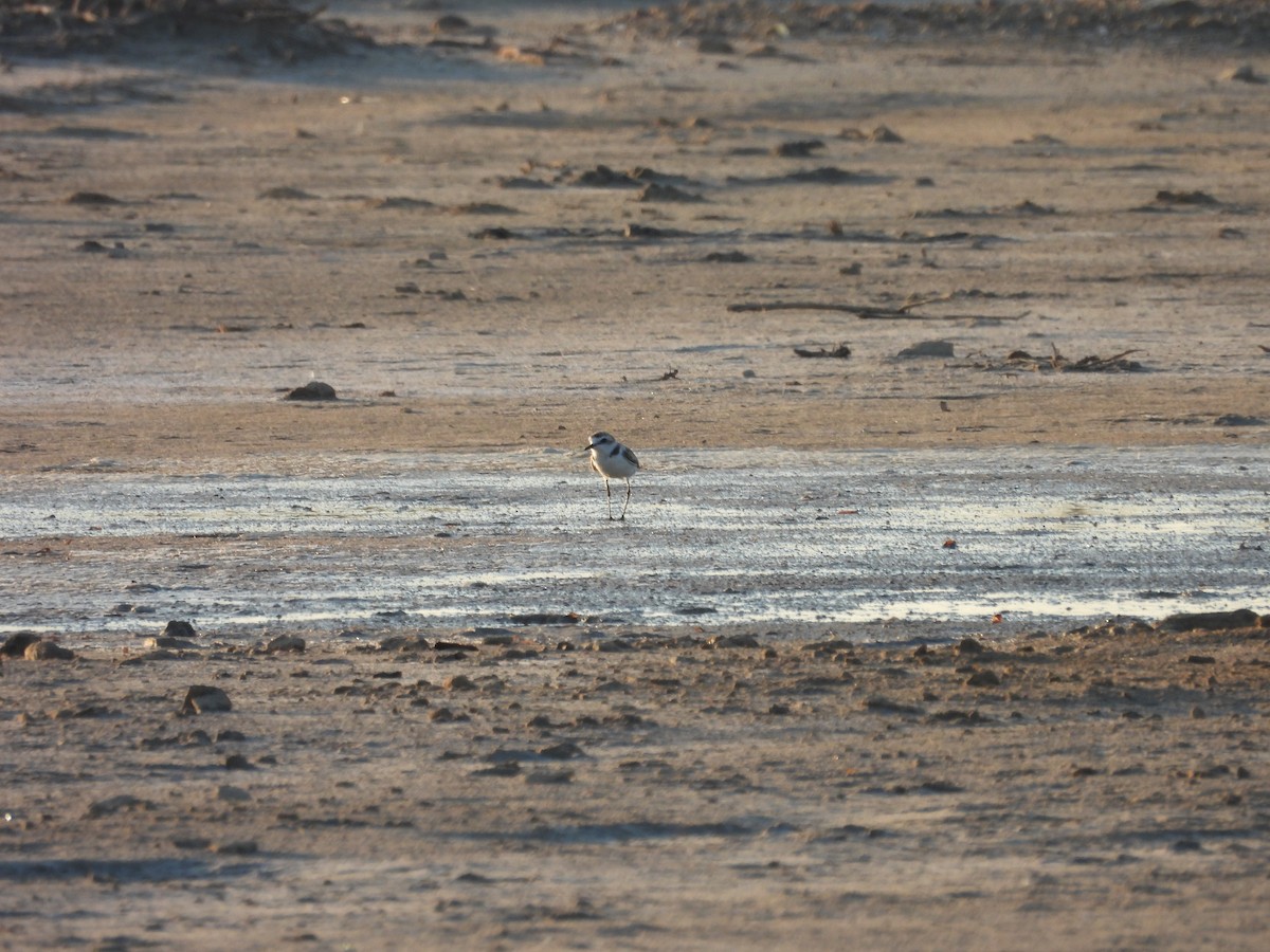 Kentish Plover - ML589104701