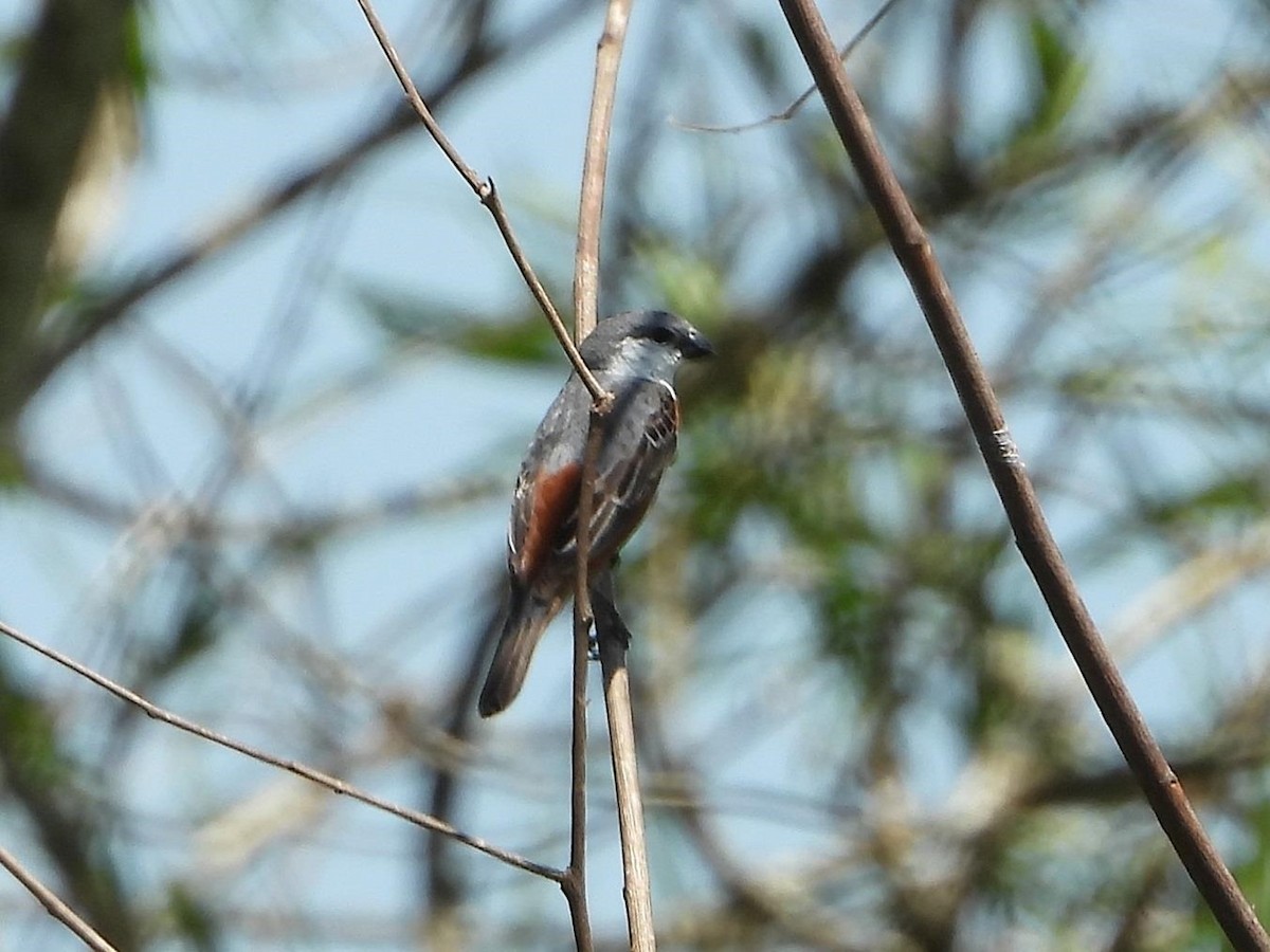 Marsh Seedeater - ML589104711