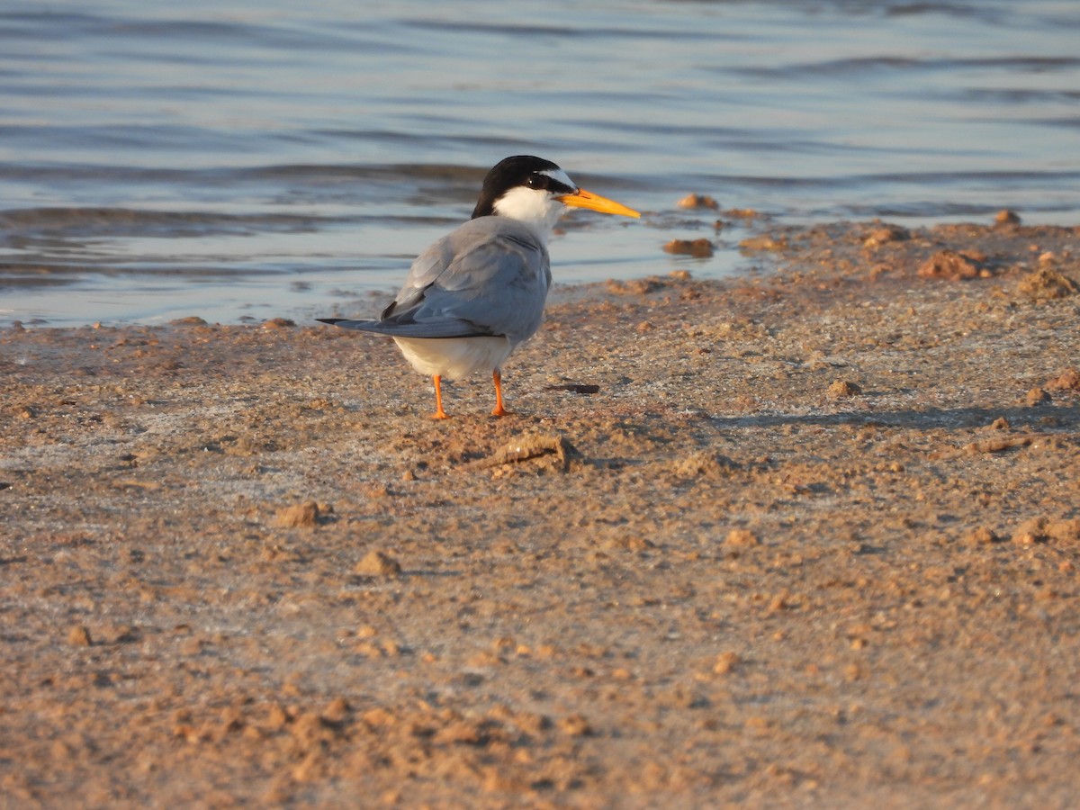 Little Tern - ML589104731