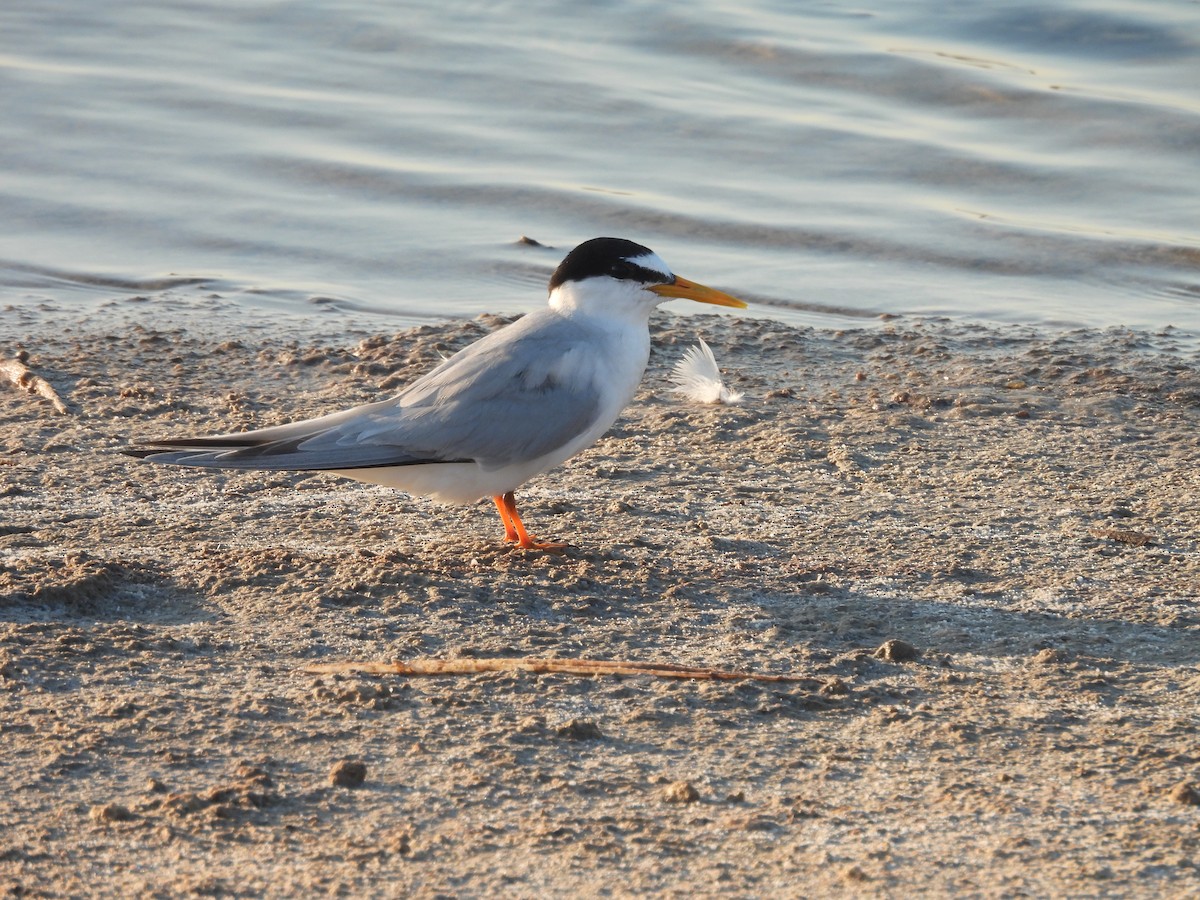 Little Tern - ML589104741