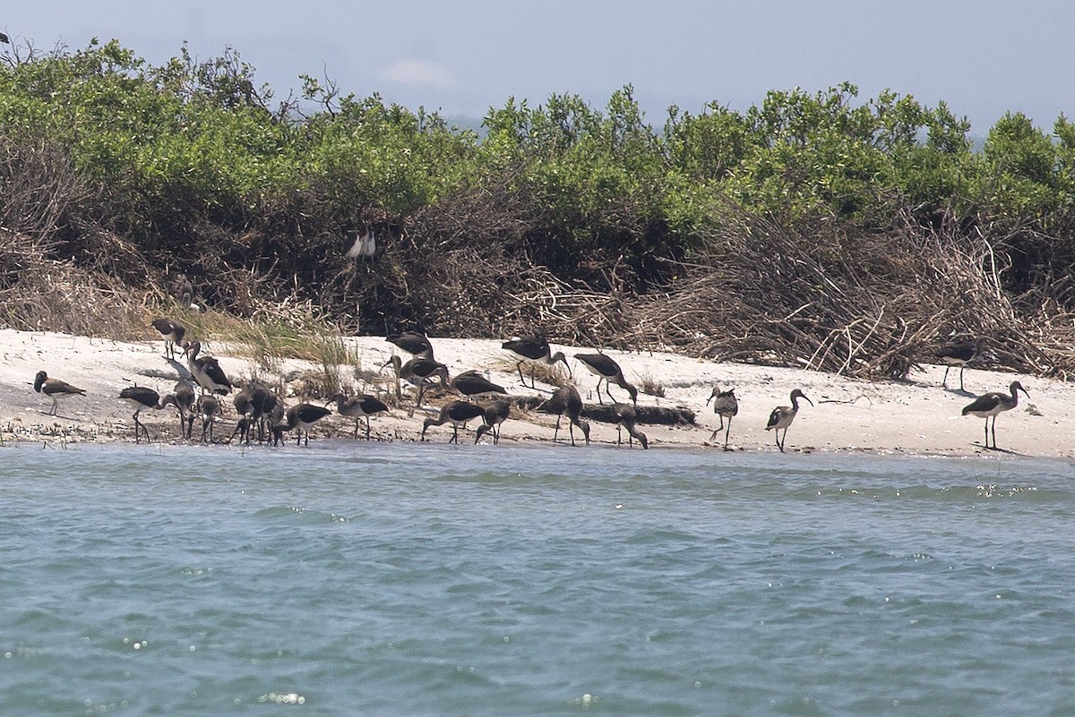 ibis bílý - ML589104811