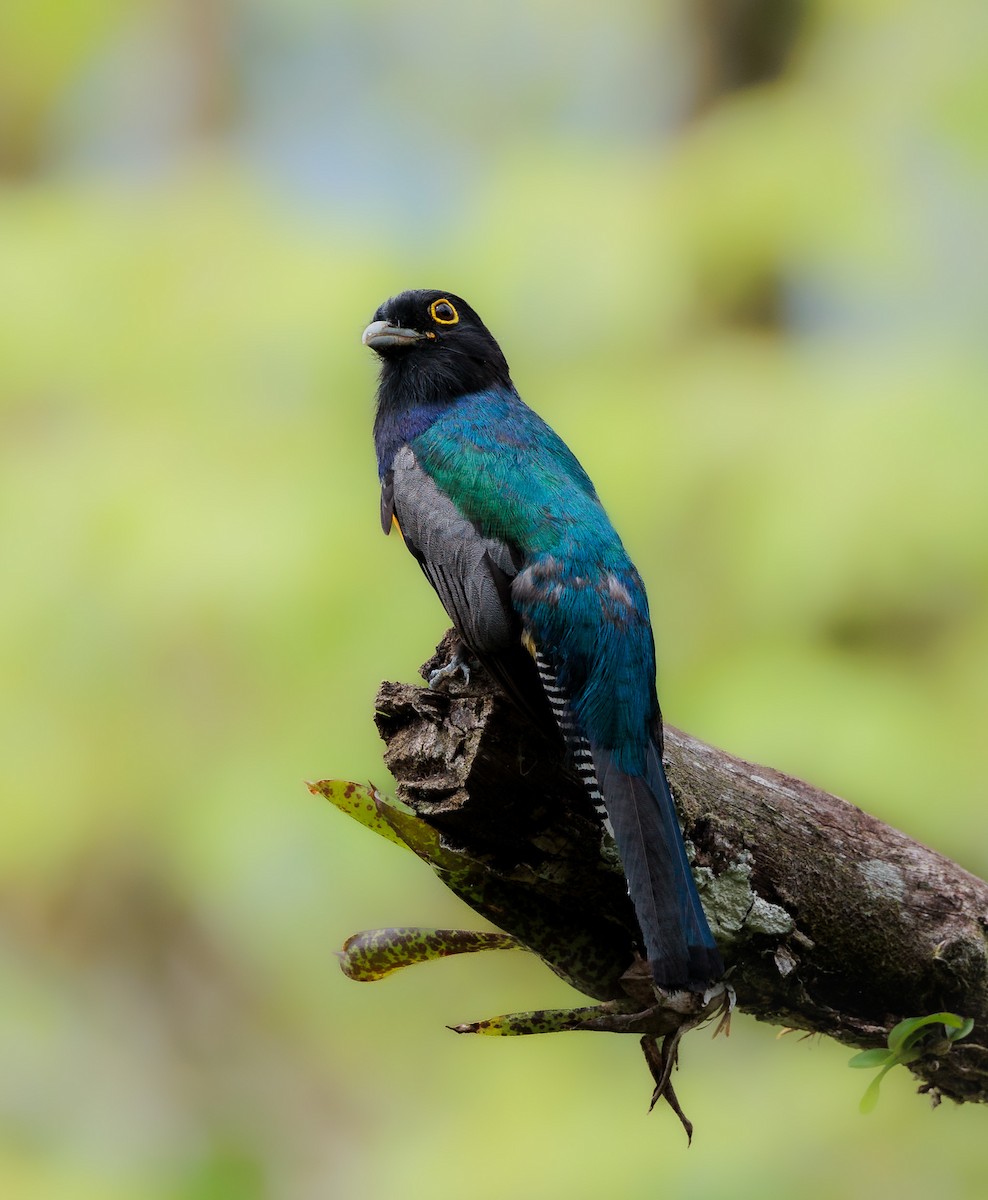 Gartered Trogon - Jorge Abarca