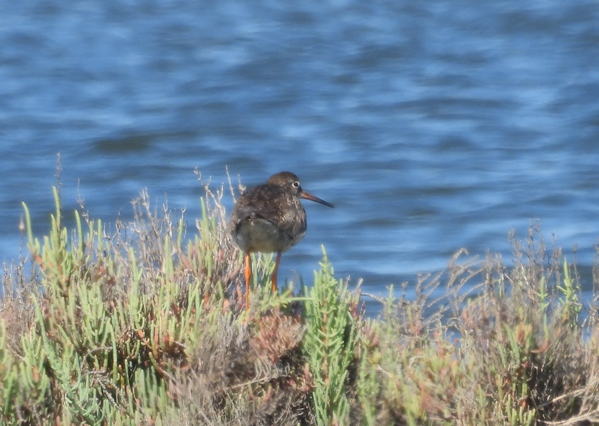 Common Redshank - ML589105751