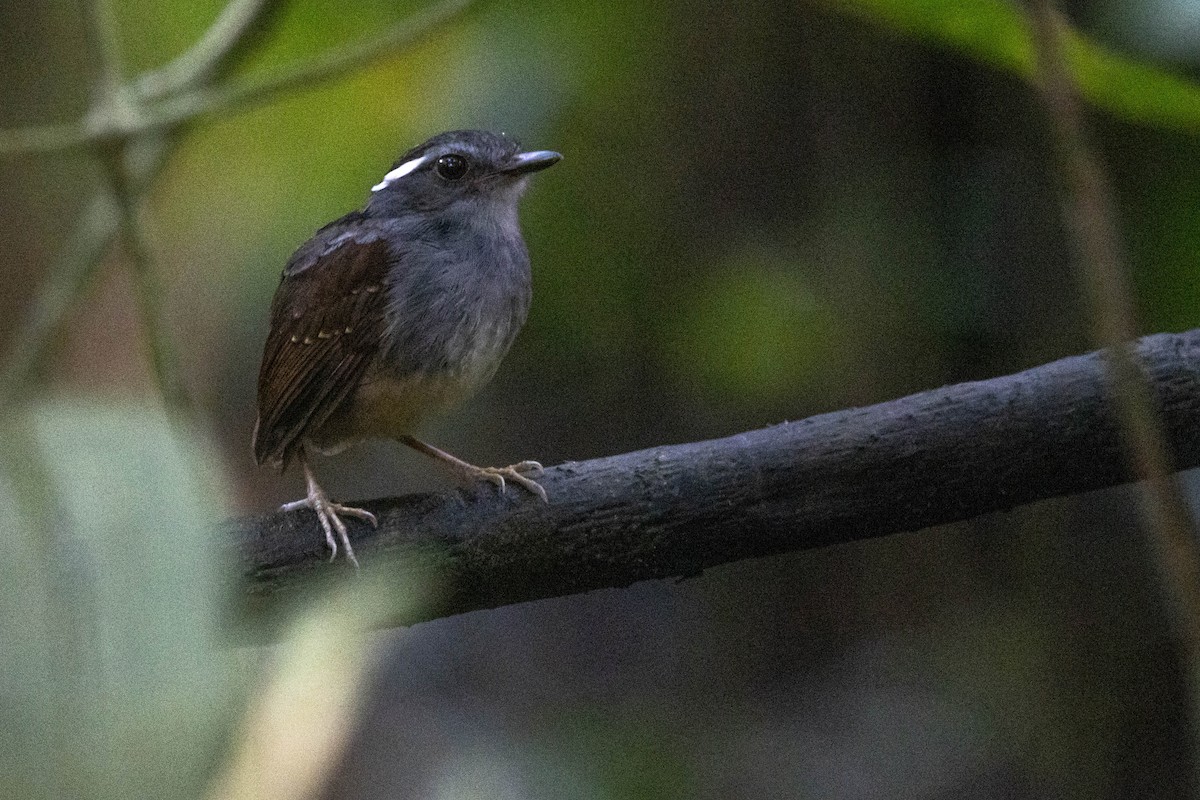 Ash-throated Gnateater - ML589106091