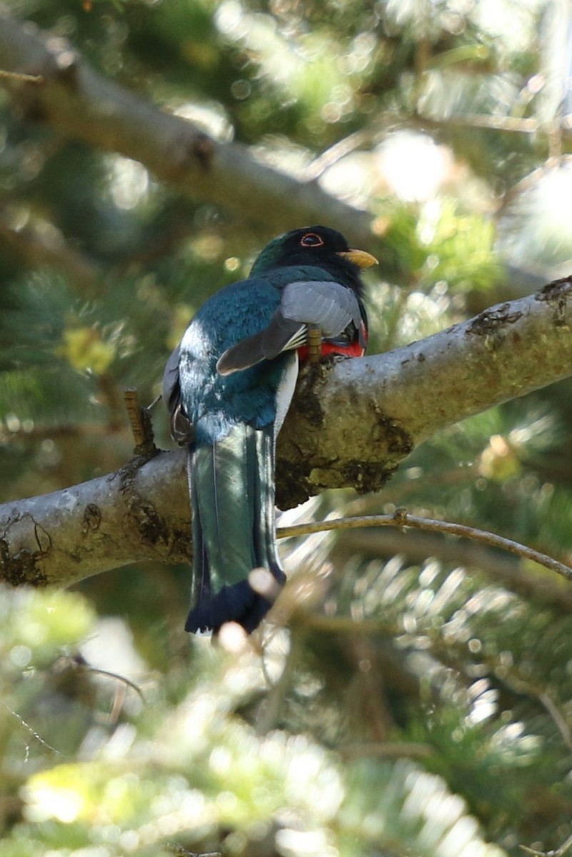 Trogon élégant - ML58910691