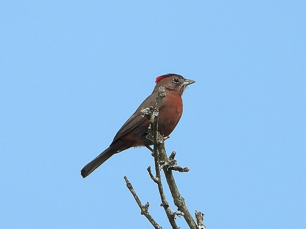 Red-crested Finch - ML589107031