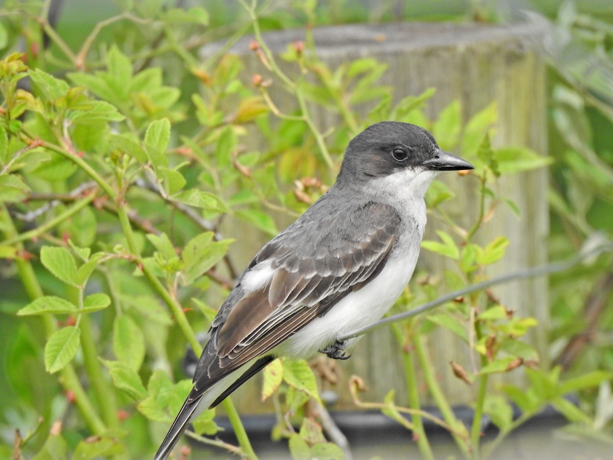 Eastern Kingbird - Jeff Goff