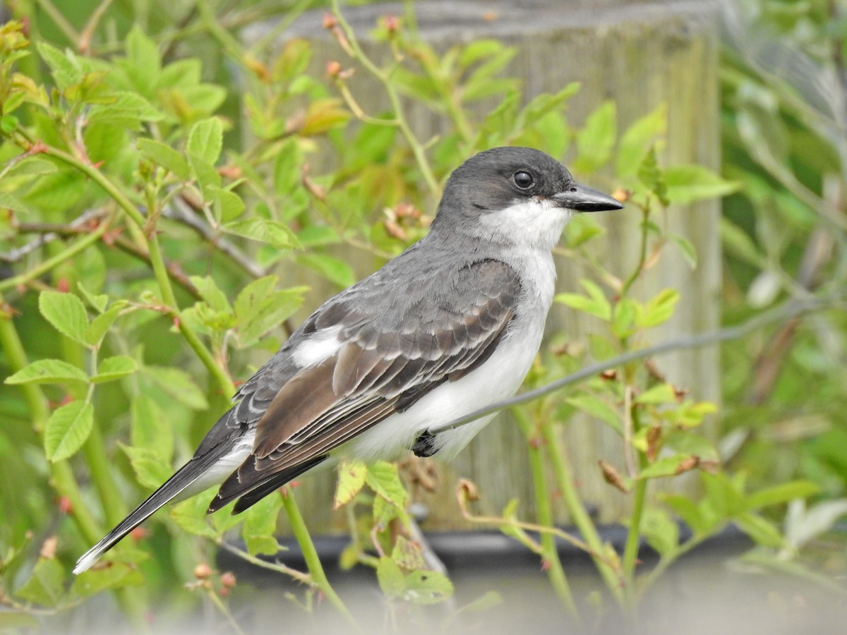 Schieferrücken-Königstyrann - ML589107201