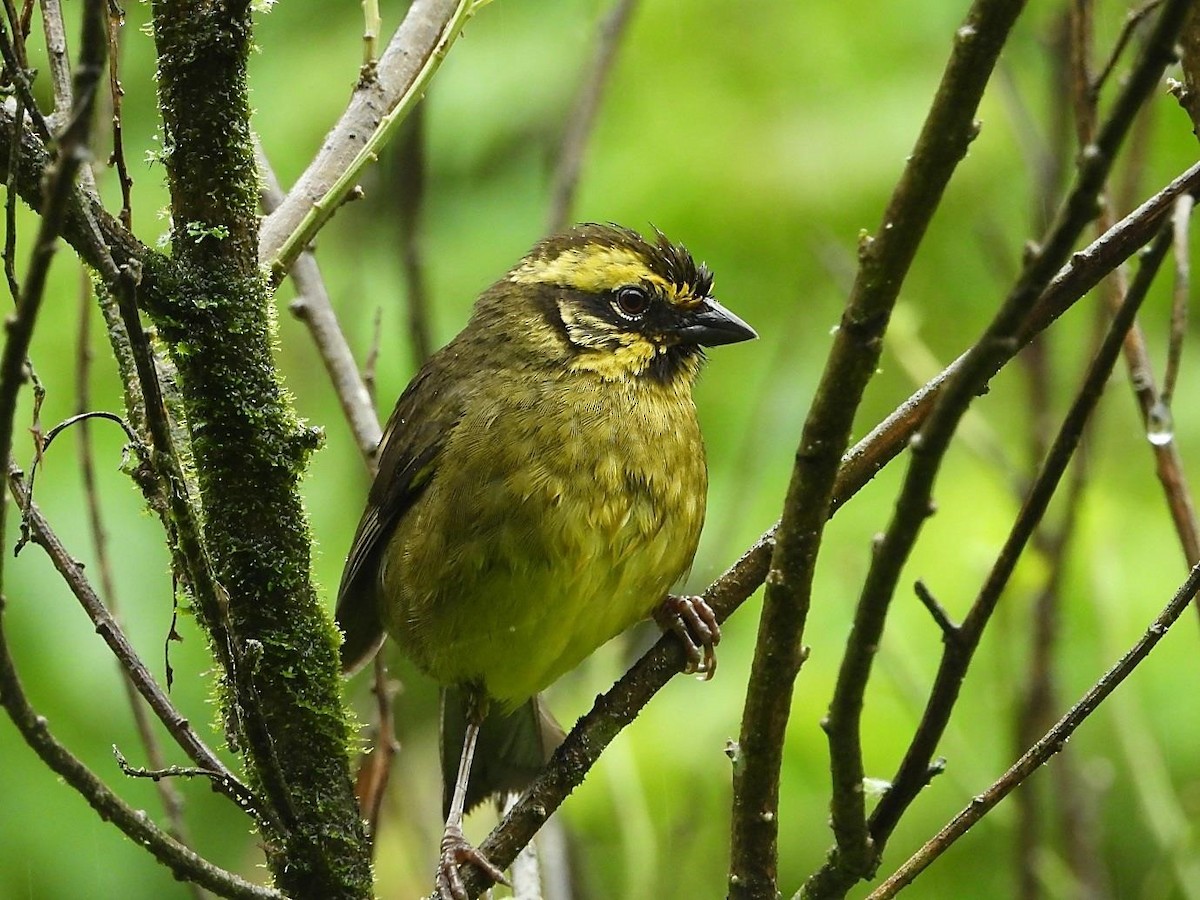 Yellow-striped Brushfinch - ML589107431