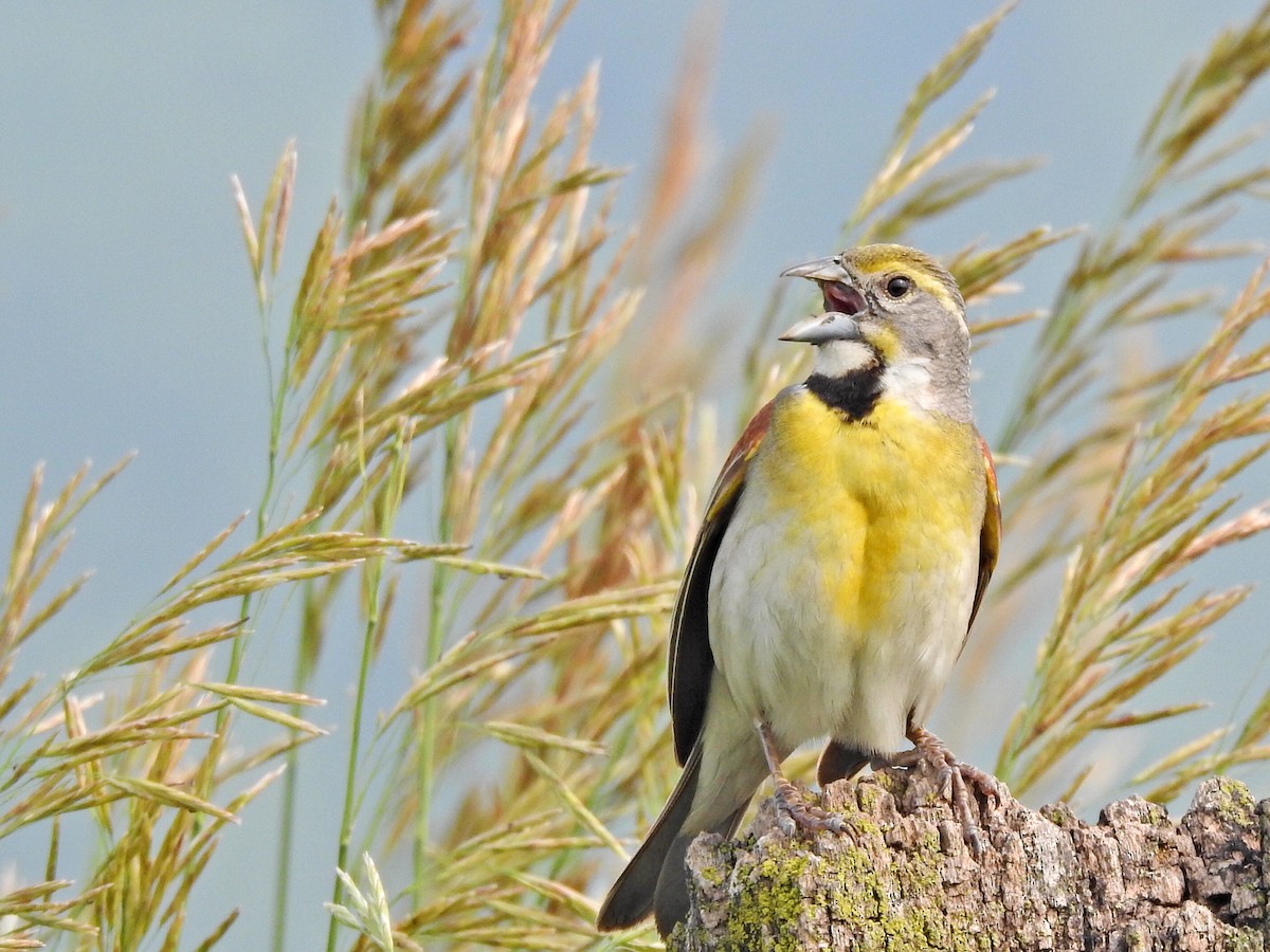 Dickcissel - ML589108371
