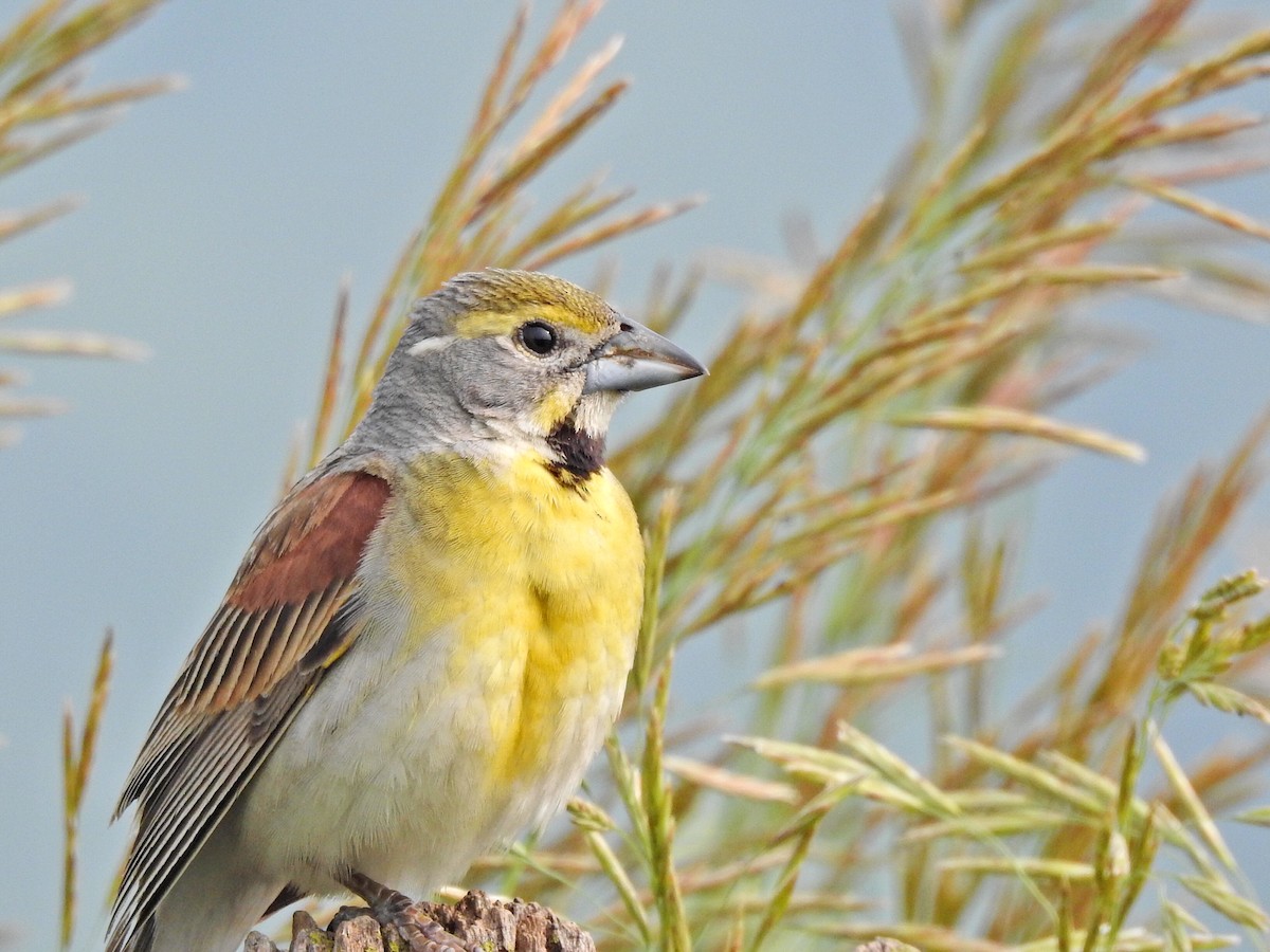 Dickcissel - ML589108391