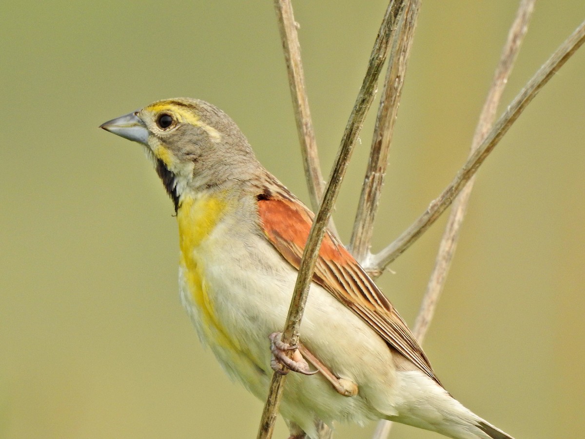 Dickcissel - ML589108401