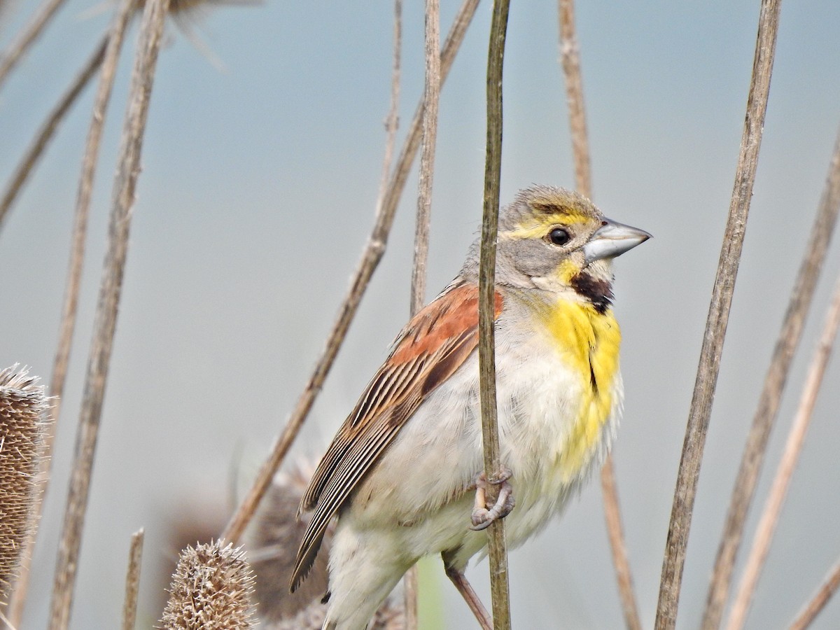 Dickcissel - ML589108411
