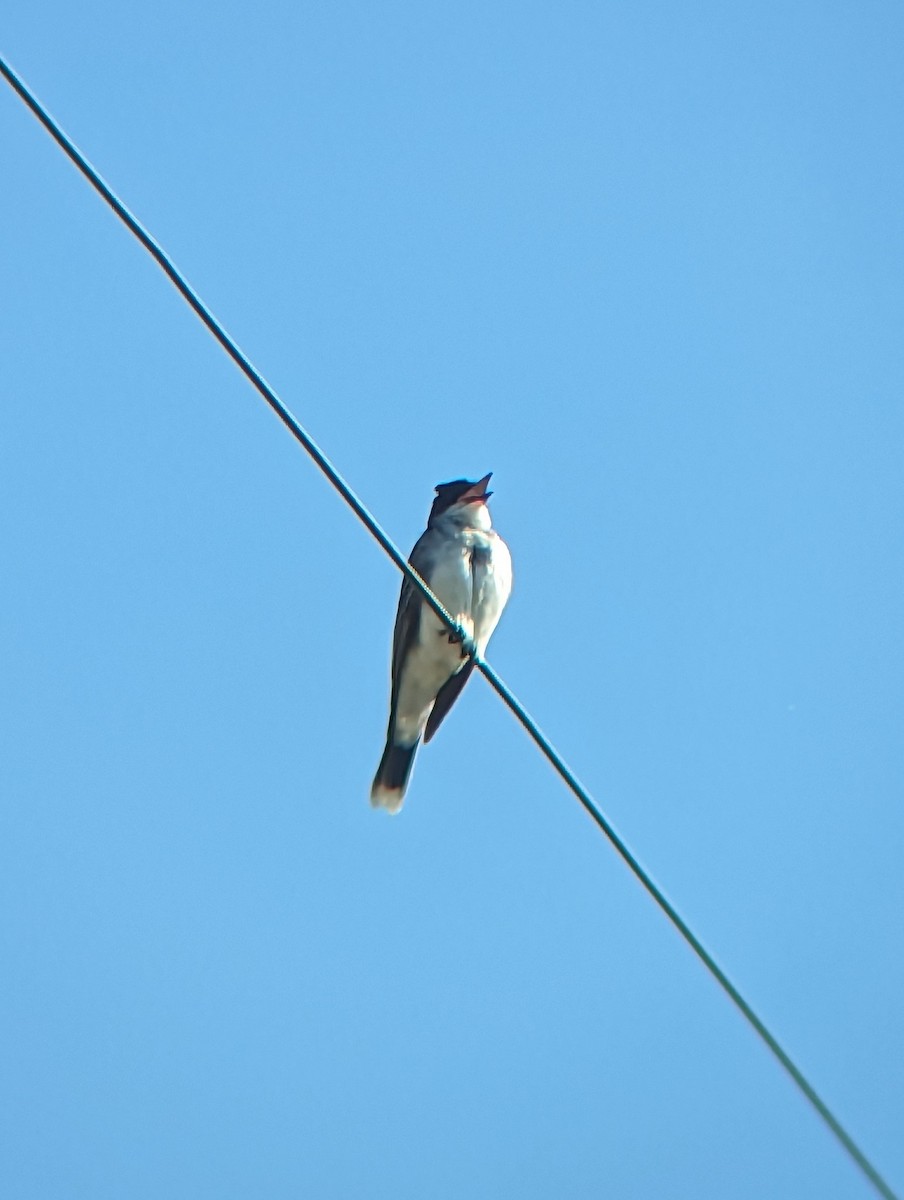 Eastern Kingbird - ML589108601