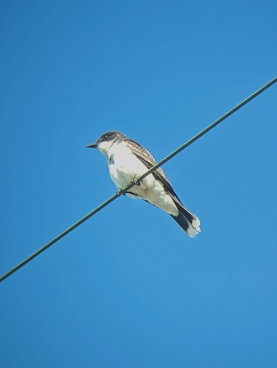 Eastern Kingbird - ML589108621