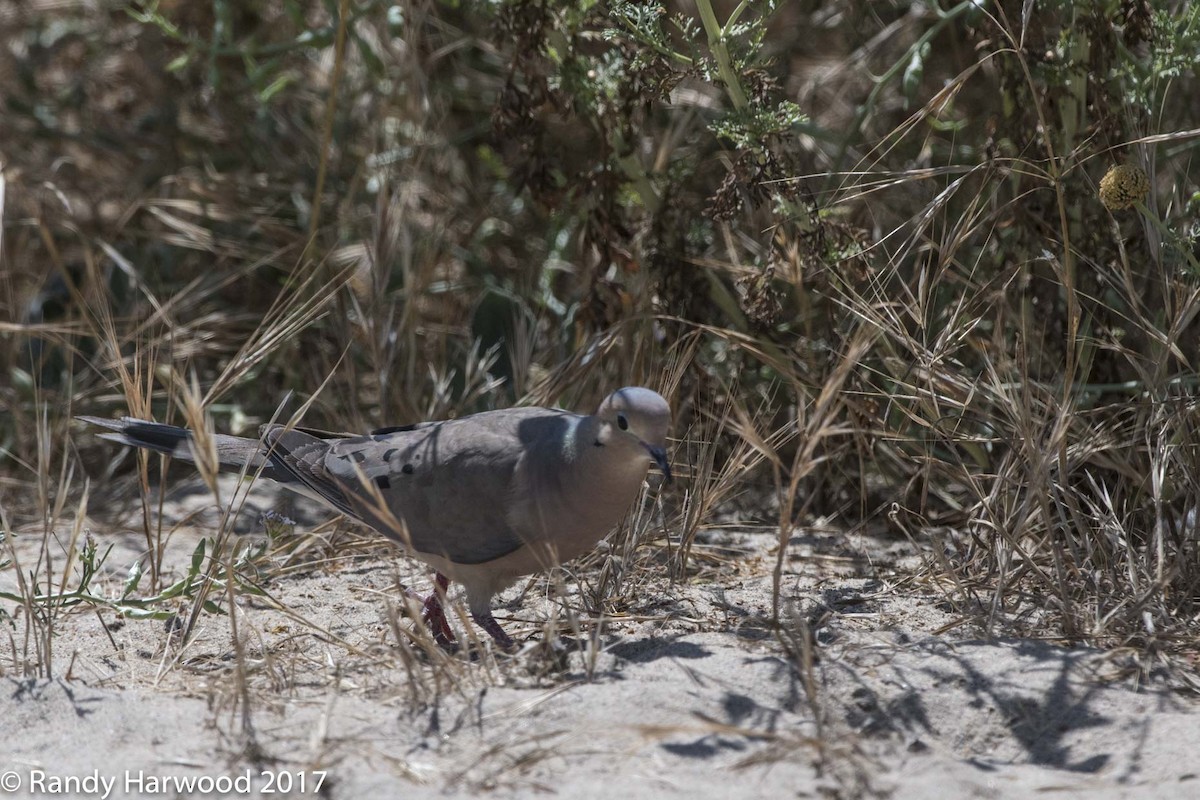 Mourning Dove - ML58910881