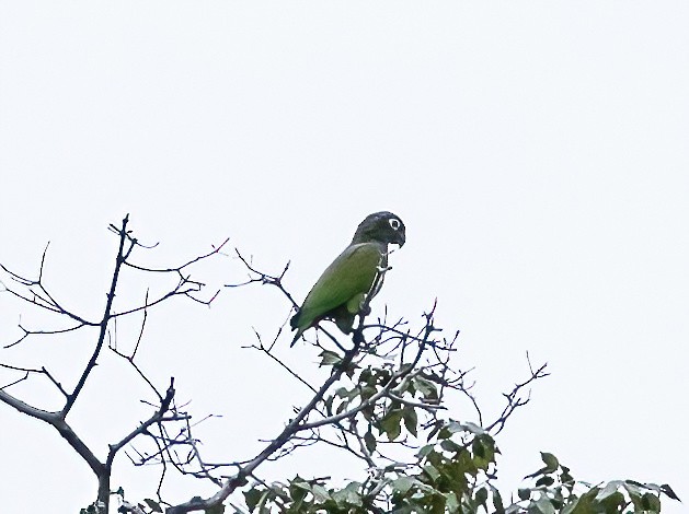 Scaly-headed Parrot - ML589109341