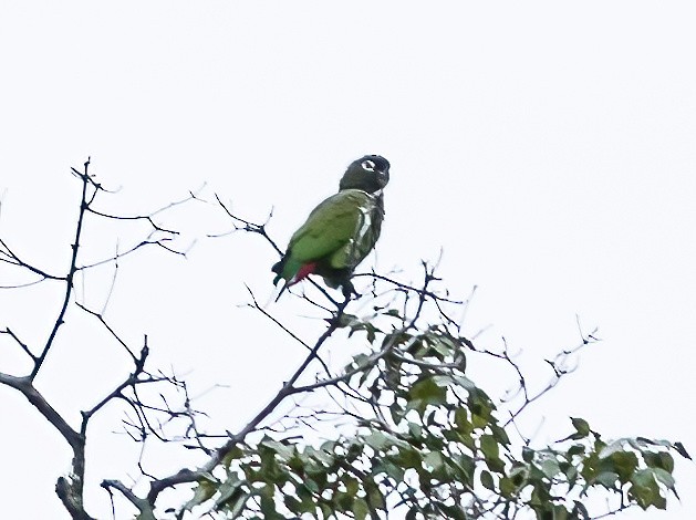 Папуга-червоногуз зеленощокий - ML589109361