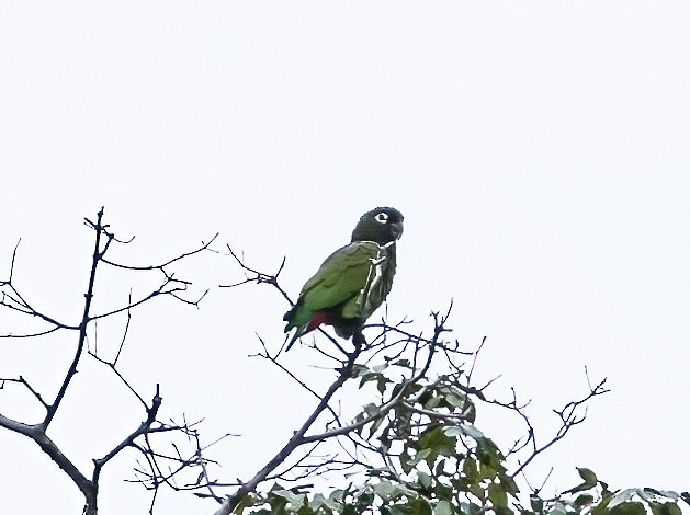 Папуга-червоногуз зеленощокий - ML589109381