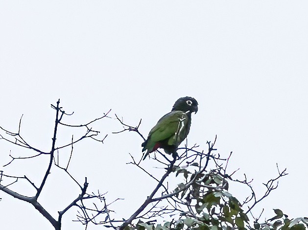 Папуга-червоногуз зеленощокий - ML589109411